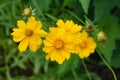 Lance Leaved Correopsis Sunflower Ã¢â¬â Coreopsis lanceolate Royalty Free Stock Photo