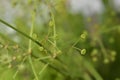 Lance-leaved water plantain