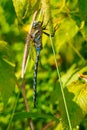 Lance-tipped Darner Dragonfly - Aeshna constricta