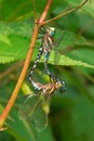 Lance-tipped Darner Dragonfly - Aeshna constricta