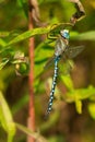 Lance-tipped Darner Dragonfly - Aeshna constricta