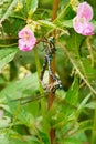 Lance-tipped Darner Dragonfly - Aeshna constricta