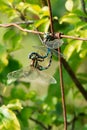 Lance-tipped Darner Dragonfly - Aeshna constricta