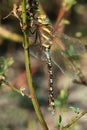 Lance-tipped Darner Dragonfly - Aeshna constricta