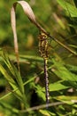 Lance-Tipped Darner Female 806497