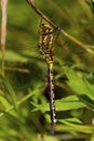 Lance-Tipped Darner Female 806498