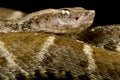 Lancehead Bothrops atrox Royalty Free Stock Photo