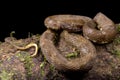 Lancehead, Bothrops atrox Royalty Free Stock Photo