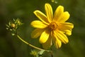 Lanceleaf Coreopsis lanceolata Wildflowers Royalty Free Stock Photo