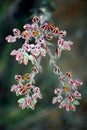 Lanceleaf liveforever Dudleya lanceolata jumps out of the screen Royalty Free Stock Photo