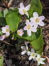 Lanceleaf Spring Beauty - Western Spring Beauty - Indian Potato Royalty Free Stock Photo