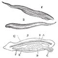 Lancelet  amphioxus lanceolatus  top, bottom and inside view vintage engraving Royalty Free Stock Photo