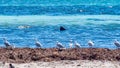 Lancelin has beautiful hard white beaches, huge white sand dunes and has a lucrative crayfishing industry. Its appeal lies in its