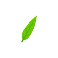 Lanceolate maple leaf flat icon