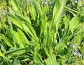 Lanceolate plantain, plantago lanceolata grows in nature Royalty Free Stock Photo