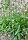 Lanceolate plantain, plantago lanceolata grows in nature Royalty Free Stock Photo