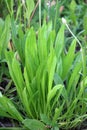 Lanceolate plantain, plantago lanceolata grows in nature Royalty Free Stock Photo