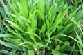 Lanceolate plantain, plantago lanceolata grows in nature Royalty Free Stock Photo