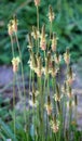 Lanceolate plantain, plantago lanceolata grows in nature Royalty Free Stock Photo
