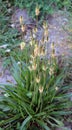 Lanceolate plantain, plantago lanceolata grows in nature Royalty Free Stock Photo