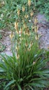 Lanceolate plantain, plantago lanceolata grows in nature Royalty Free Stock Photo