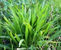 Lanceolate plantain, plantago lanceolata grows in nature Royalty Free Stock Photo