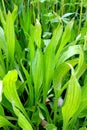 Lanceolate plantain, plantago lanceolata grows in nature Royalty Free Stock Photo