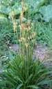 Lanceolate plantain, plantago lanceolata grows in nature Royalty Free Stock Photo