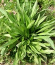 Lanceolate plantain, plantago lanceolata grows in nature Royalty Free Stock Photo