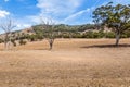 Land affected by drought in the Upper Hunter Valley, NSW, Australia