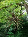 Land art branches