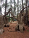 Land art made of thousands of pliable branches Royalty Free Stock Photo