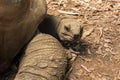 Land-based Seychelles turtles in the wild close-up.