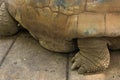 Land-based Seychelles turtles in the wild close-up.