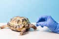 land Central Asian tortoise at the reception of a herpetologist veterinarian Royalty Free Stock Photo