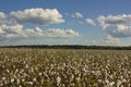 Land of Cotton