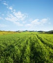 Land covered by green grass