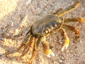 Land crab