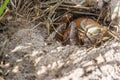 Land crab Cardisoma carnifex hid in its sand hole. It is a species of terrestrial crab found in coastal regions from Africa to Royalty Free Stock Photo