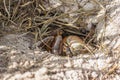 Land crab Cardisoma carnifex hid in its sand hole. Cardisoma carnifex is a species of terrestrial crab found in coastal regions Royalty Free Stock Photo