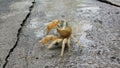 land crab in the rain Royalty Free Stock Photo