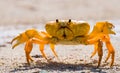 Land crab spread its claws. Cuba. Royalty Free Stock Photo