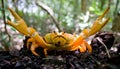 Land crab spread its claws. Cuba. Royalty Free Stock Photo