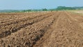 Land cultivation pariah Longbeans farm field