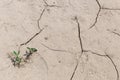 Land desertification summer drought Italian countryside