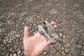 Land with dry and cracked ground because dryness global warming Royalty Free Stock Photo