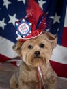 Land of the Free Patriotic Dog Royalty Free Stock Photo