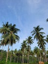 a land full of many coconut trees