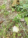 land full of rocks and weeds