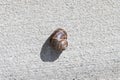 Land or garden snail Cornu aspersum  1 Royalty Free Stock Photo